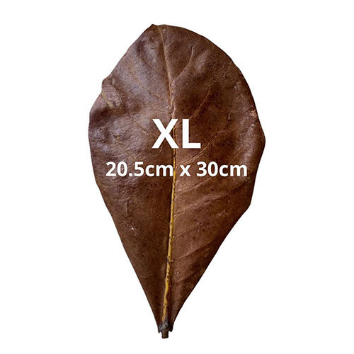 Produk Catappa Leaves_0003_Catappa Leaves 4